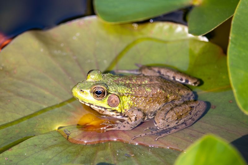 Top Rated Products for Frog Removal