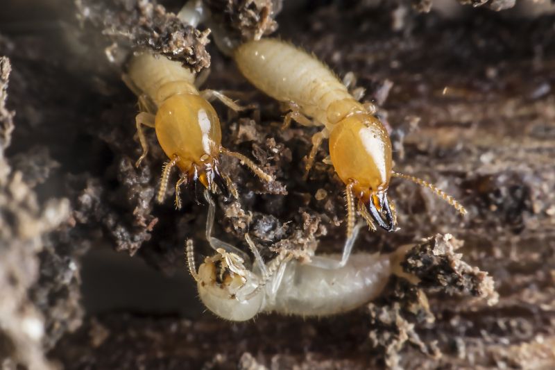 Commercial Termite Removal in Katy, TX