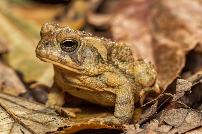 Frog Removal Cost Guide — Cost of Frog Removal