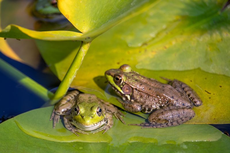 Frog Removal Cost Guide — Cost of Frog Removal