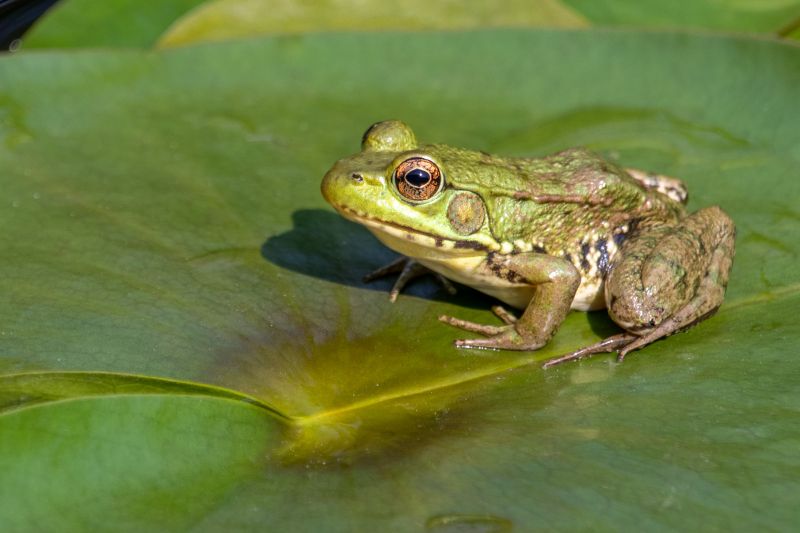Frog Removal Cost Guide — Cost of Frog Removal