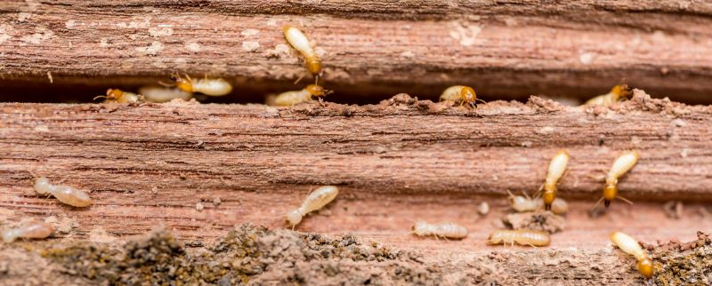 Termite Fumigation in Katy, TX