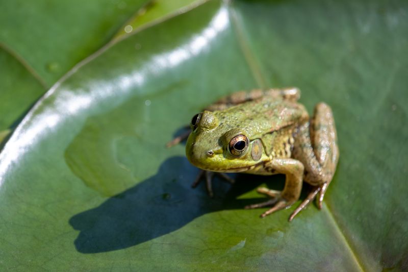 Who Does Frog Removals