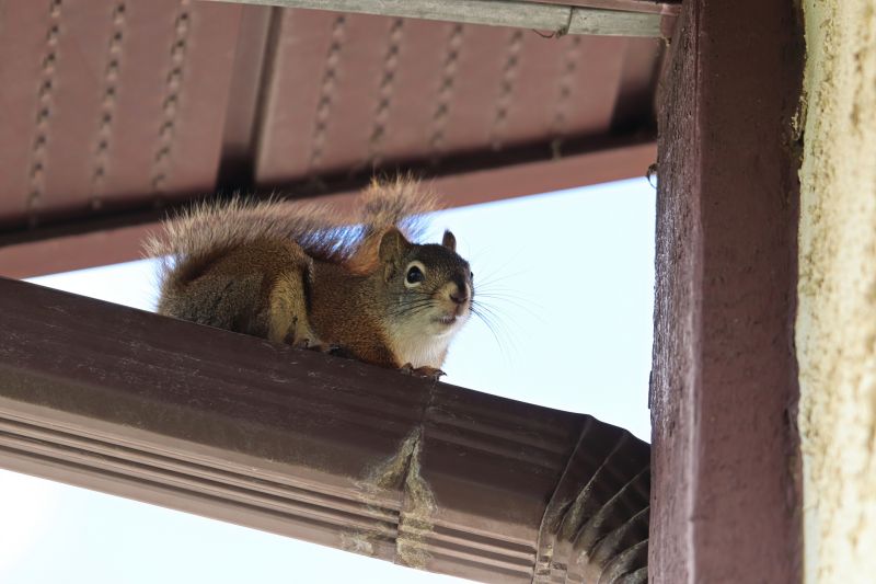 Squirrel Gutter Nest