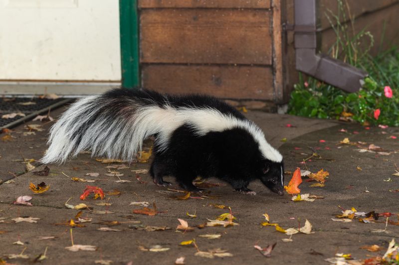 Skunk Near Deck