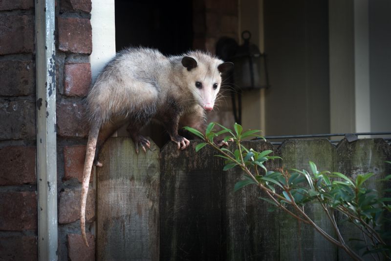Opossum in Trash
