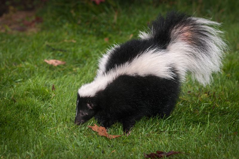 Skunk Near Entry