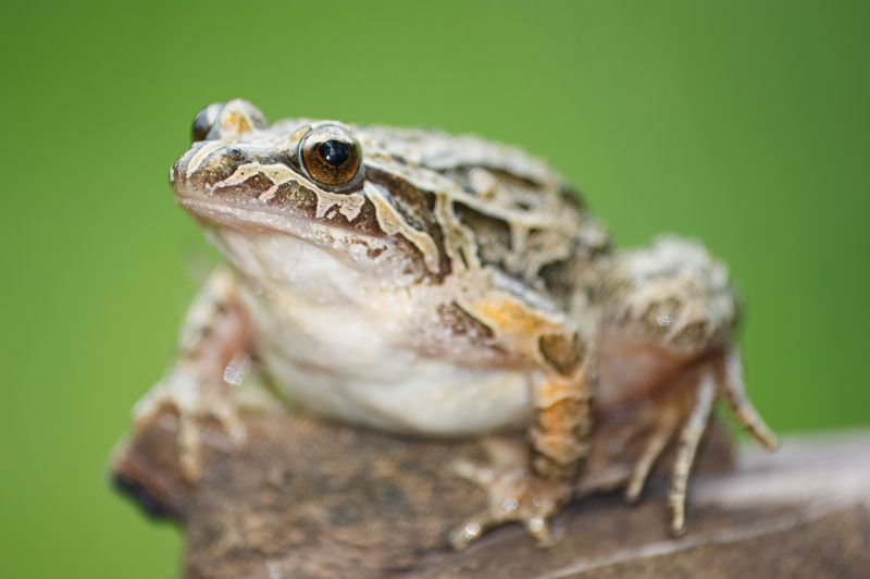 Prevents Health Risks