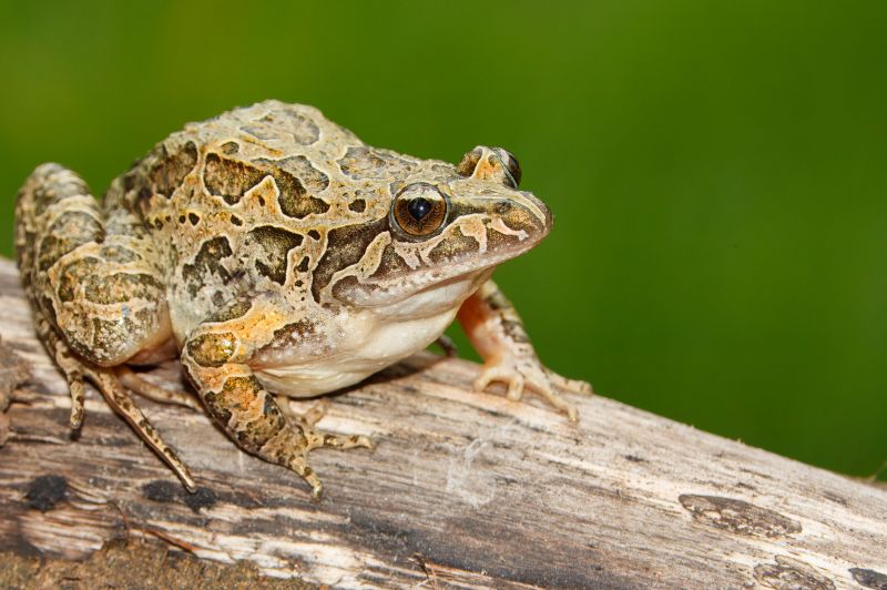 Prevents Noise Disturbance